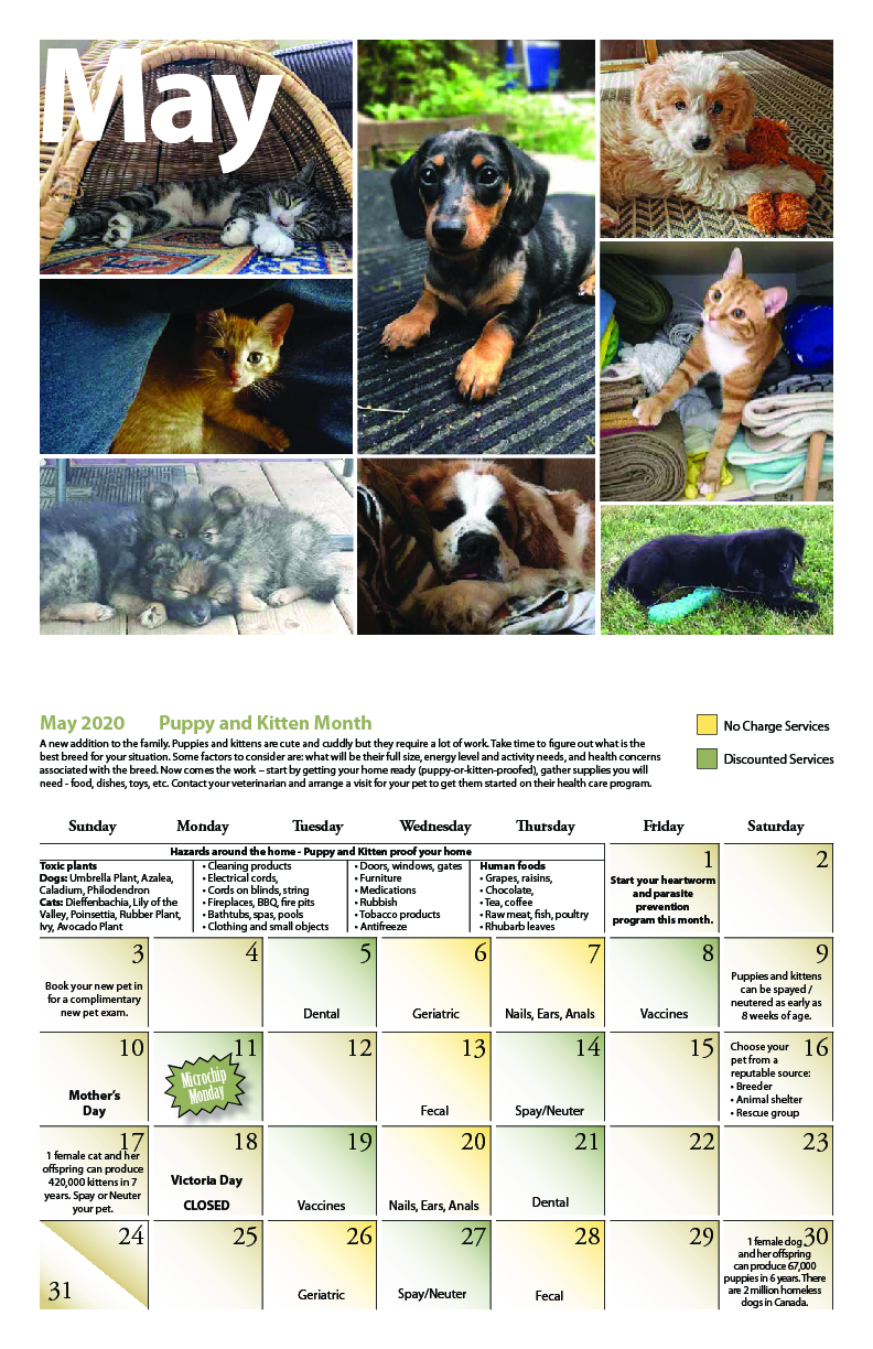 Seattle Veterinary Outreach Calendar Printable Word Searches